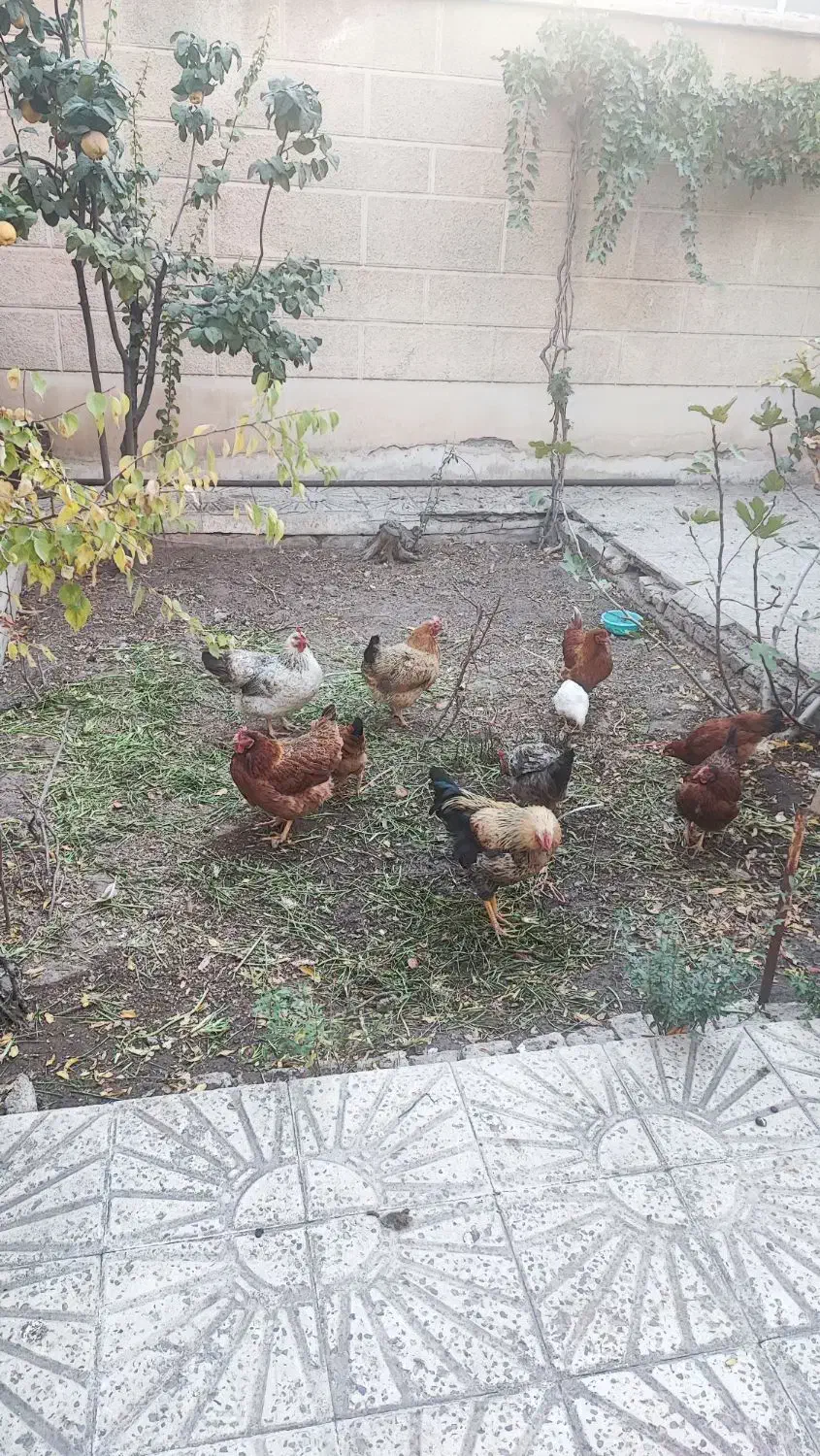 مرغ محلی با جوجه محلی|حیوانات مزرعه|محمدیه-قزوین, |دیوار
