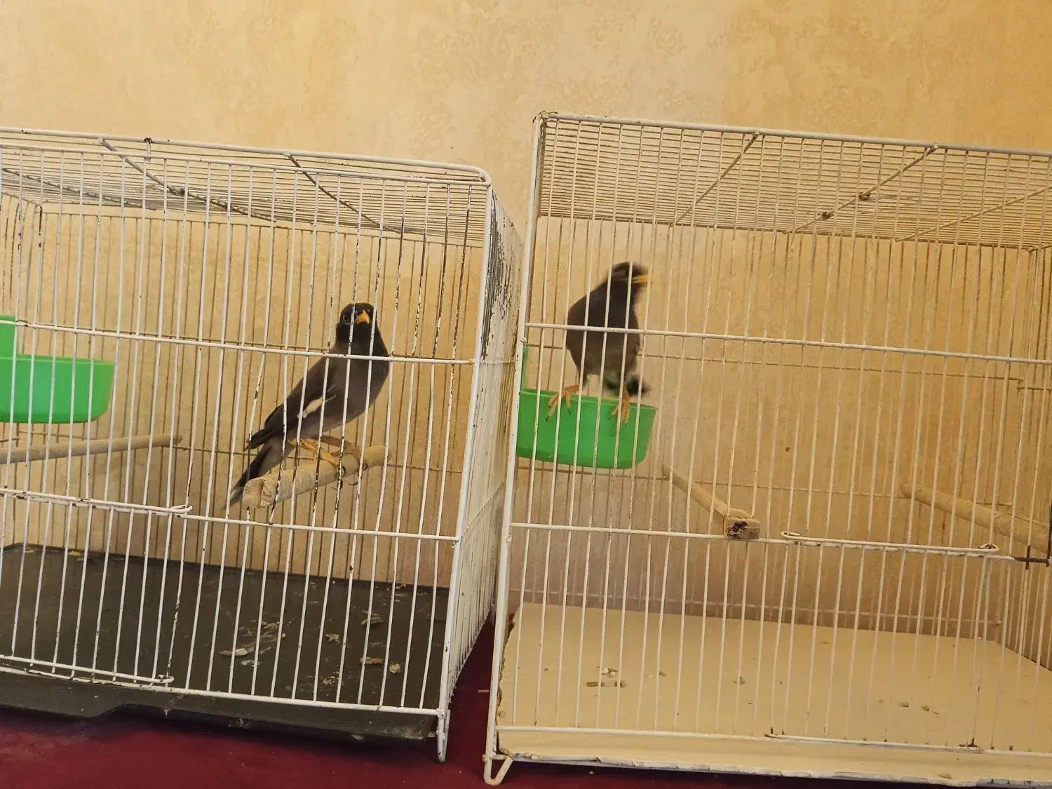 مینا سخنگو|پرنده|گلبهار, شهر جدید گلبهار|دیوار