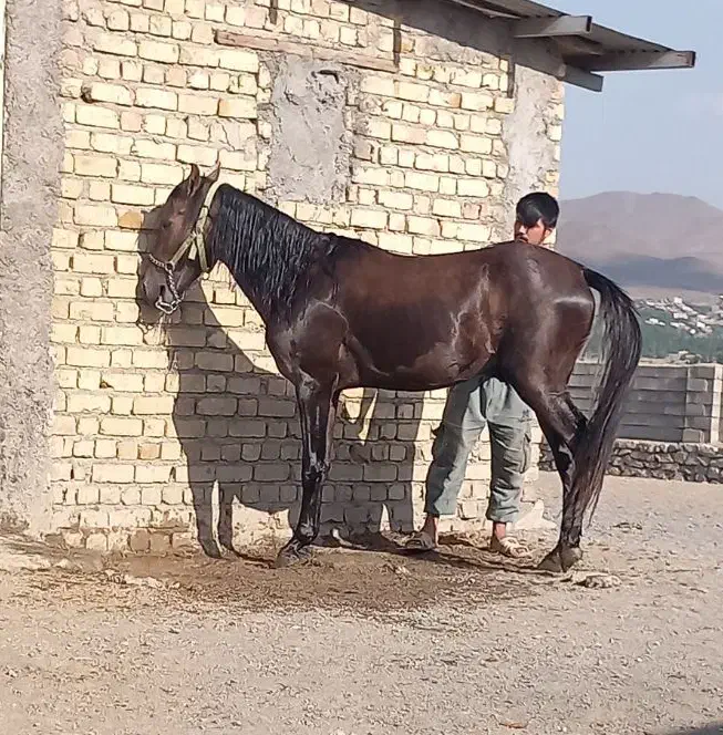 فروش کره اسب کرد نریان|اسب و تجهیزات اسبسواری|خوانسار, |دیوار