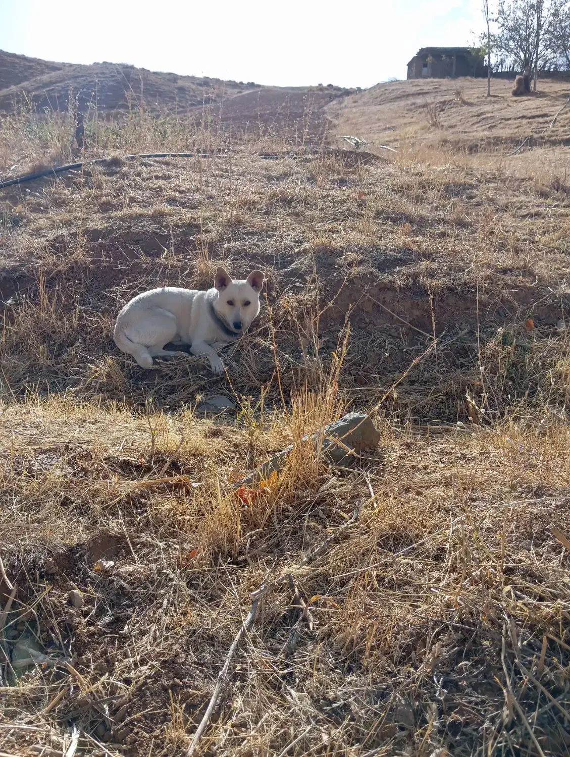 توله سگ|سگ|سقز, |دیوار