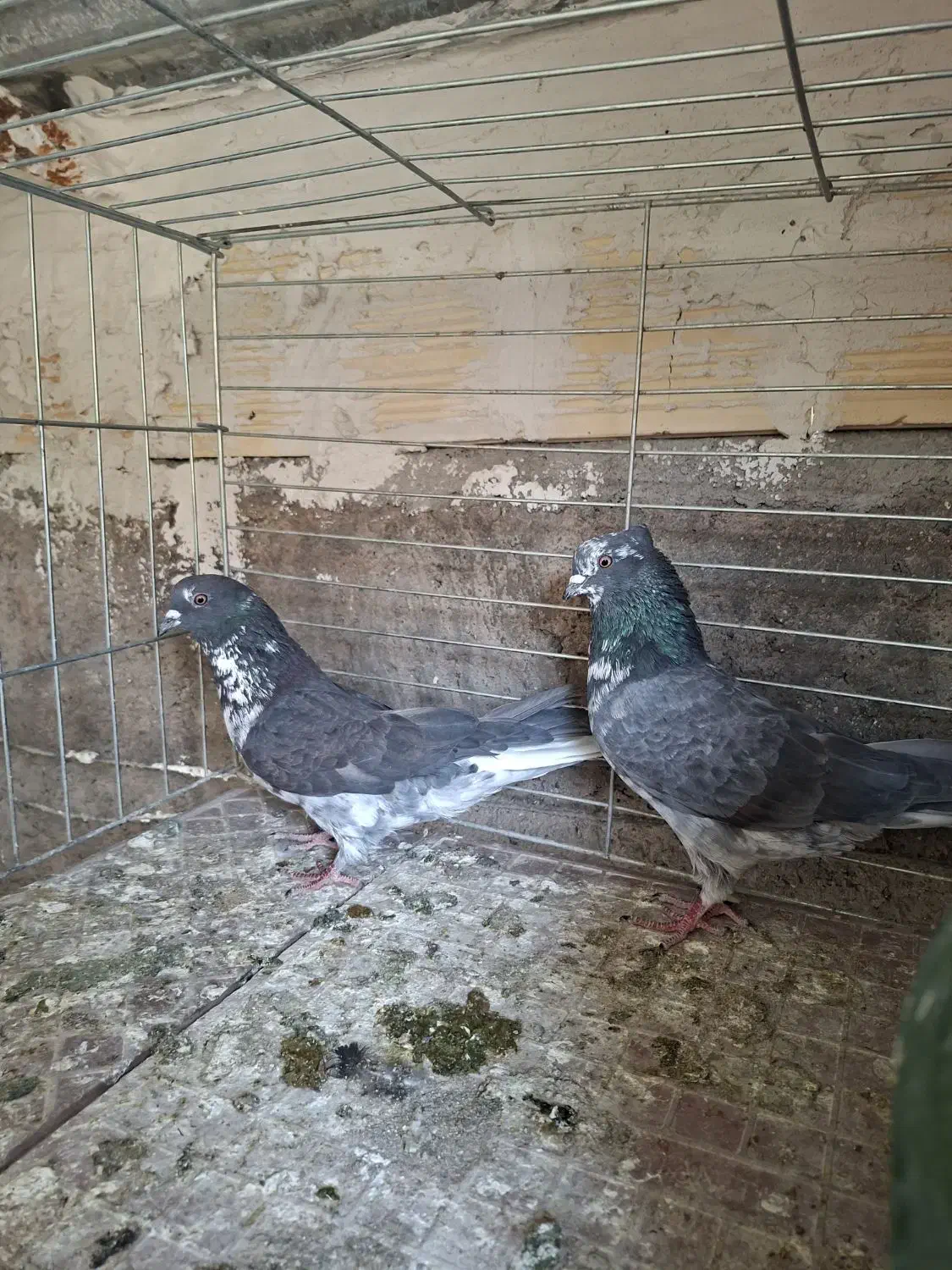 سوسی|پرنده|آران و بیدگل, |دیوار