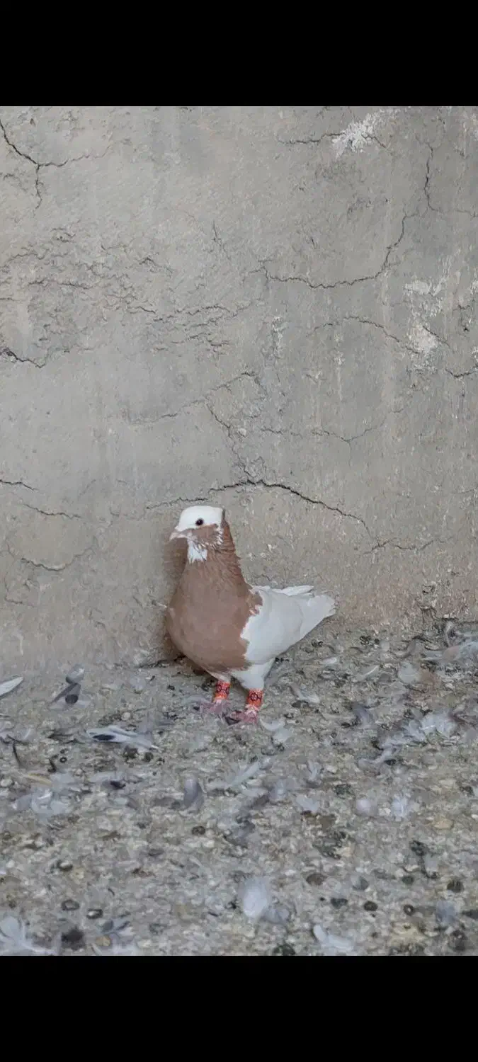 طوق زرد نر|پرنده|مرودشت, رودبال|دیوار