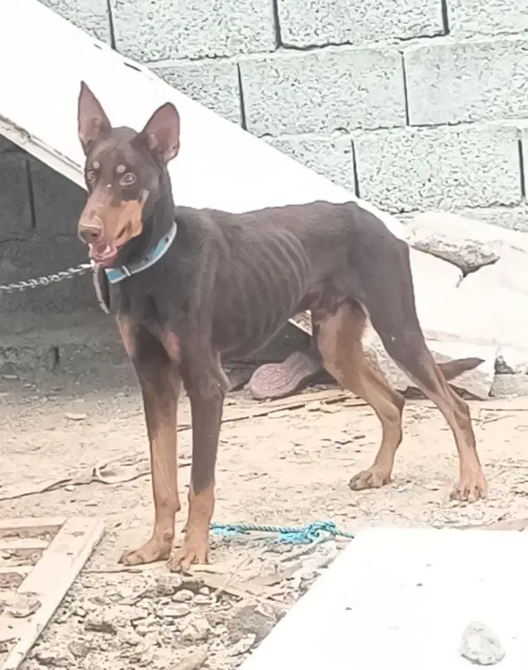 سک دوبرمن|سگ|بندرعباس, |دیوار