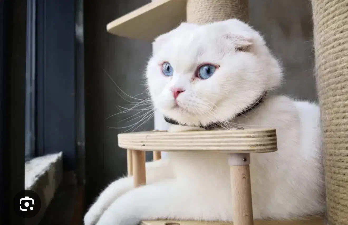 گربه اسکاتیش های زیبا رنگ سفید|گربه|تهران, پونک|دیوار