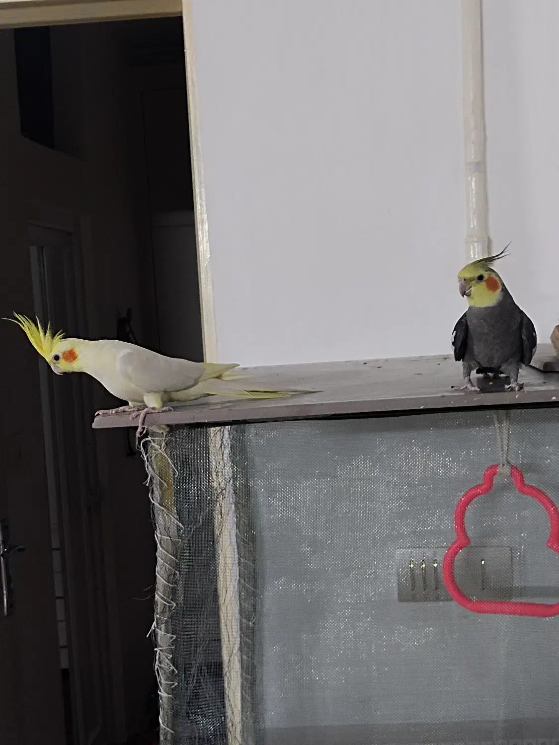 فروش عروس هلندی نر و ماده|پرنده|قوچان, |دیوار