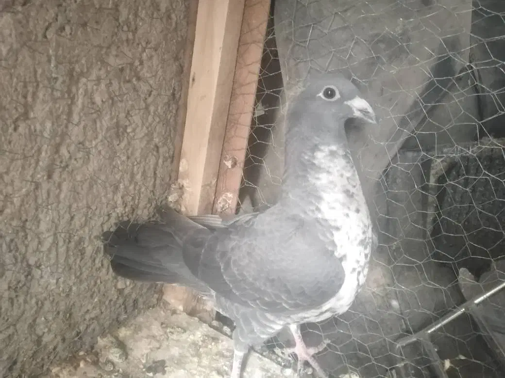 فروشی|پرنده|جنت, |دیوار