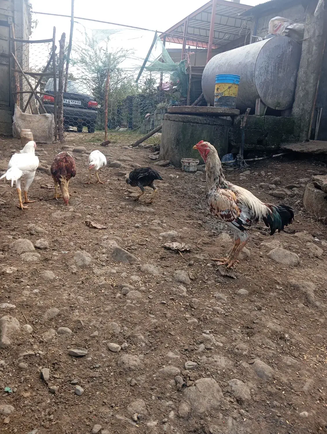 فروش خروس لاری|حیوانات مزرعه|اسالم, |دیوار