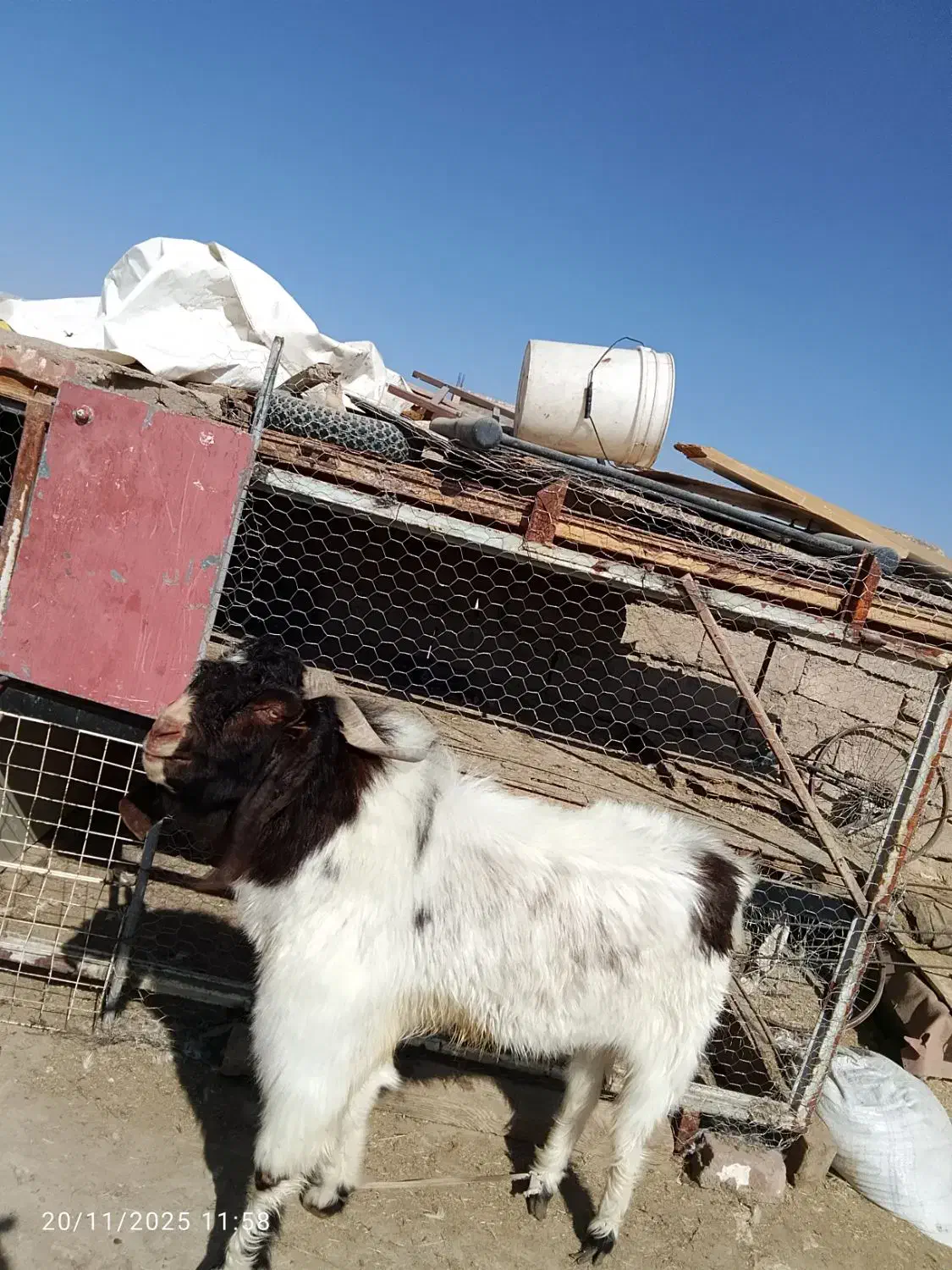 بز نر|حیوانات مزرعه|زاهدان, |دیوار