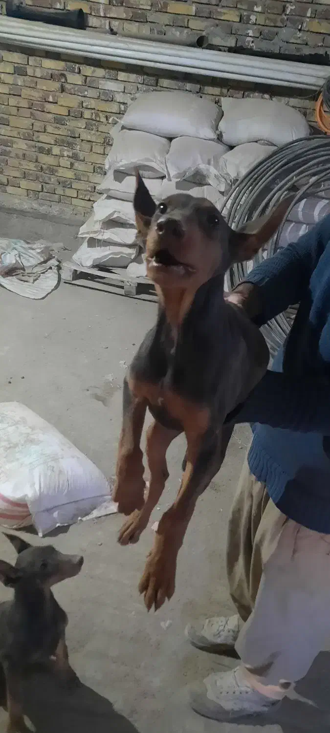 فروش سگ دوبرمن و شیتزو|سگ|کرمانشاه, |دیوار