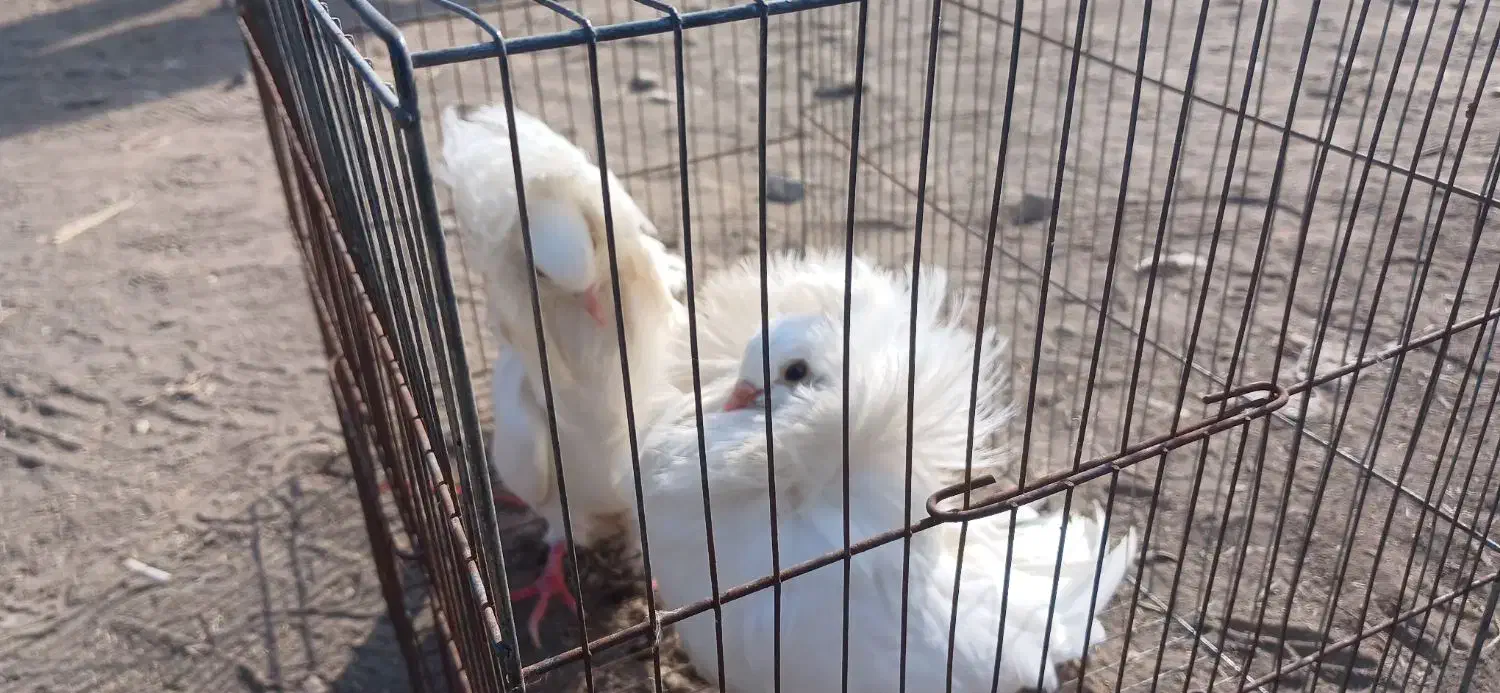 کبوتر شامپیون|پرنده|ارومیه, |دیوار