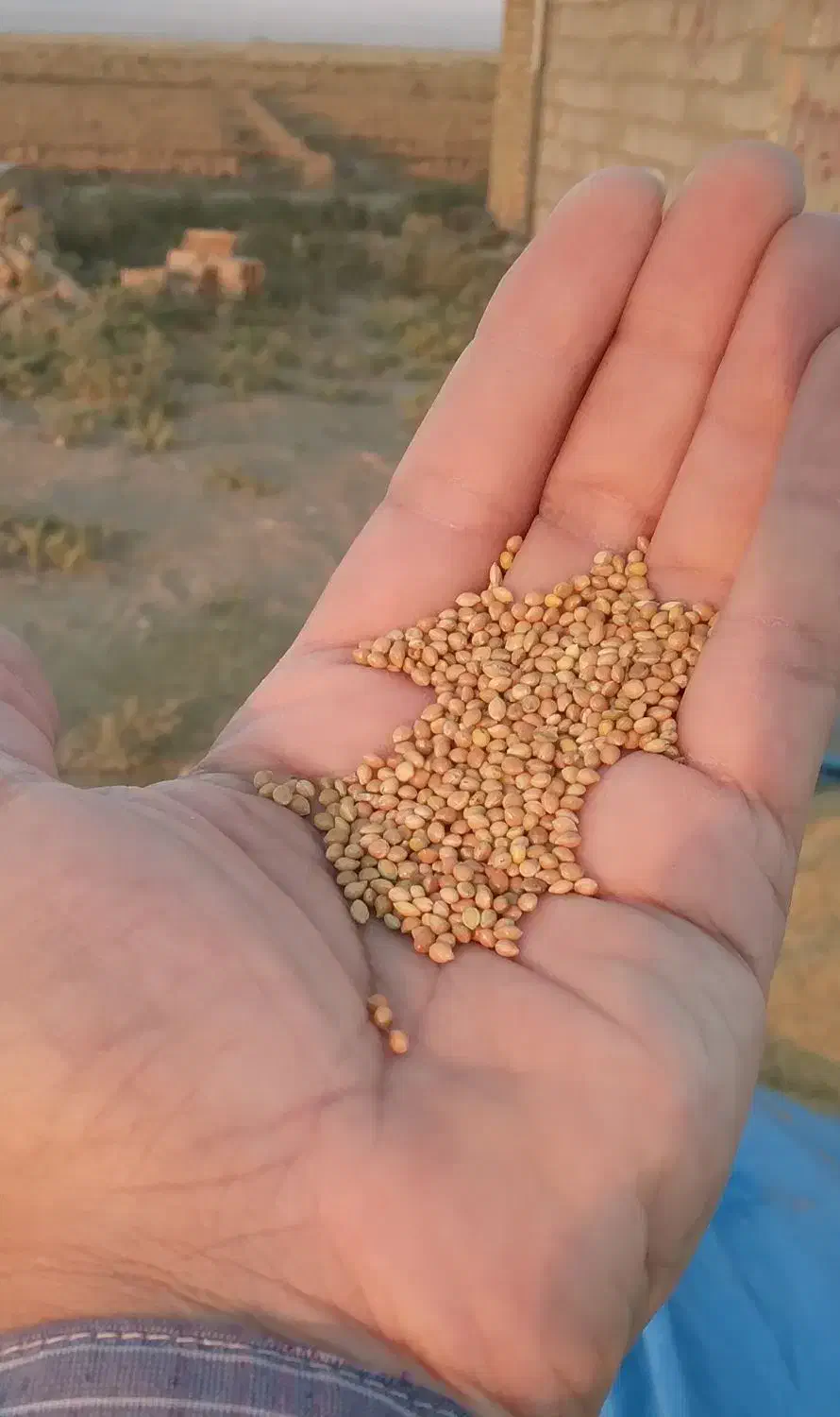 ارزن درشت|خوردنی و آشامیدنی|داورزن, |دیوار