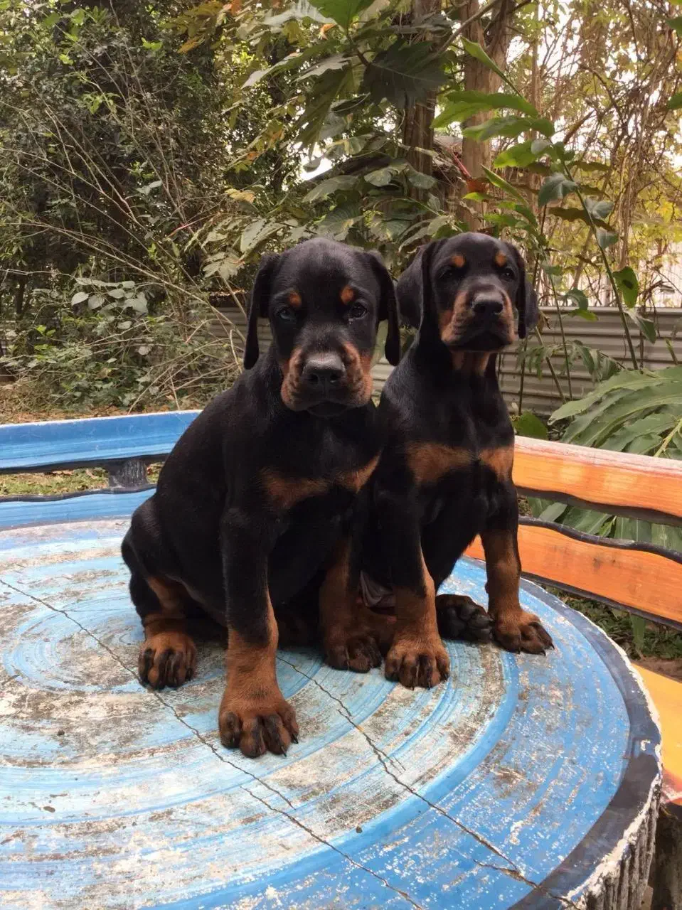 توله دوبرمن اروپایی نر و ماده (فی۱۵م)|سگ|تهران, جنت‌آباد مرکزی|دیوار