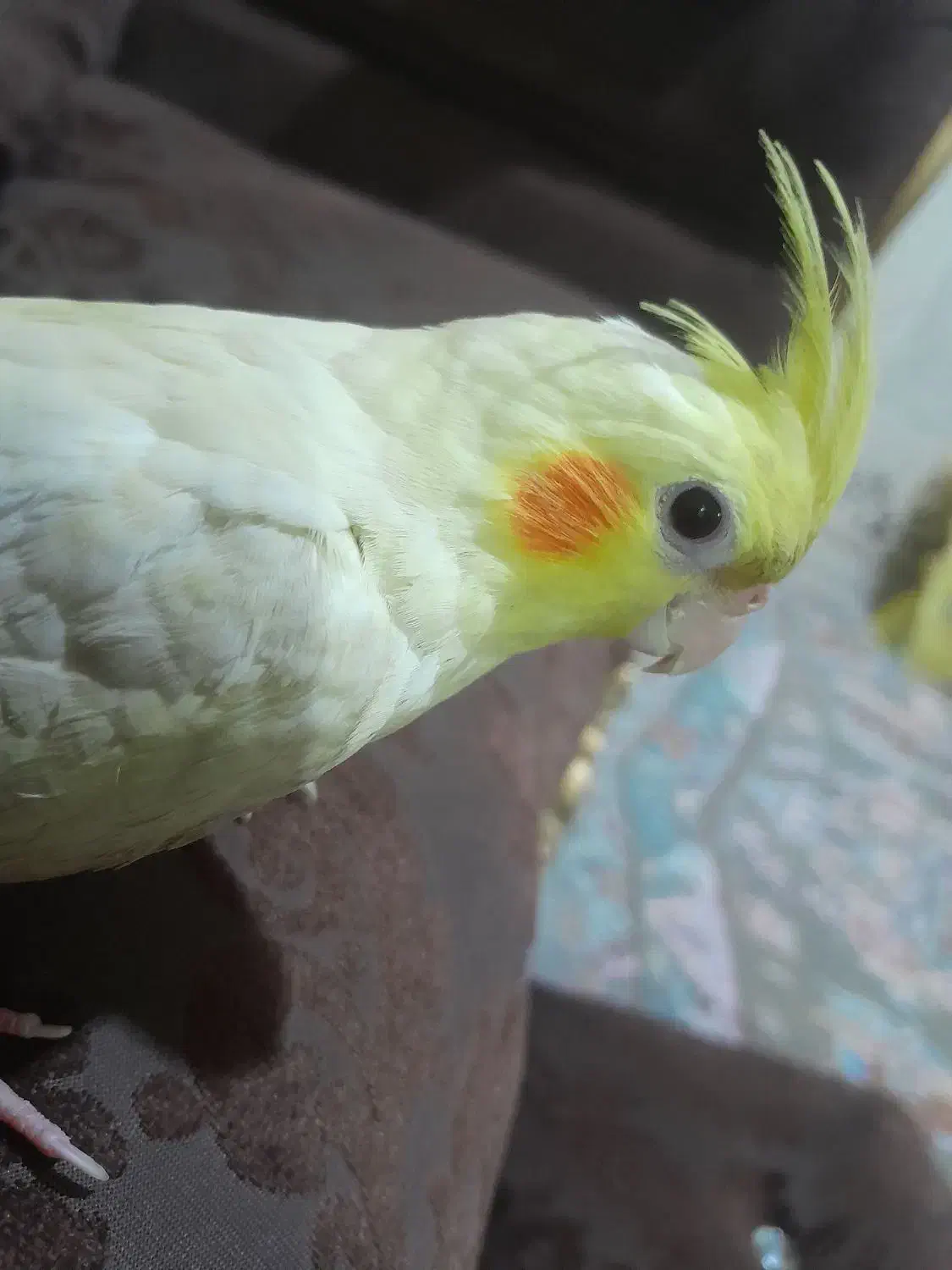 عروس هلندی لوتینو|پرنده|زهک, |دیوار