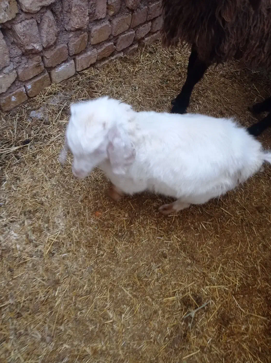 بزغاله نر|حیوانات مزرعه|اسفرورین, |دیوار