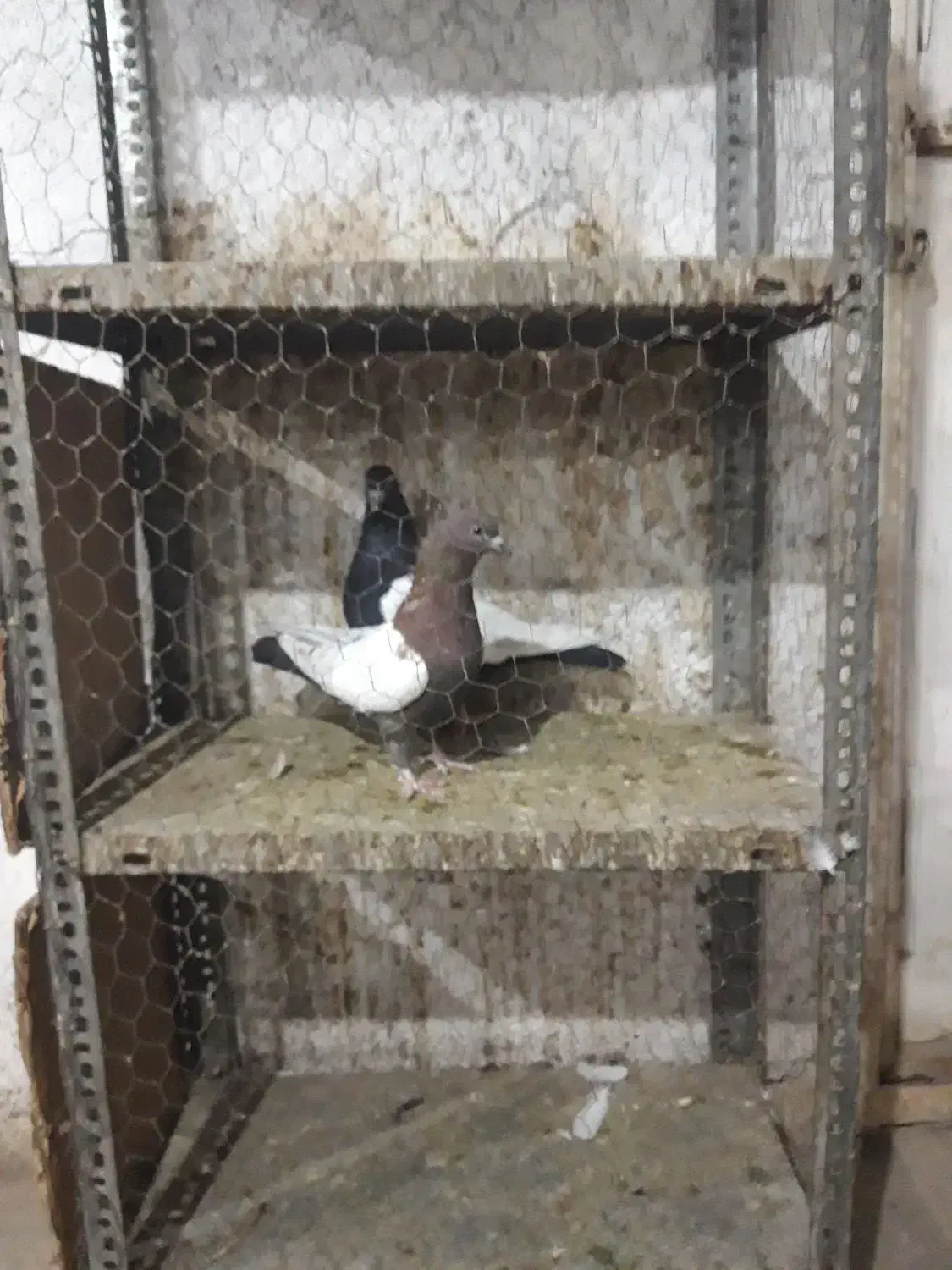 دورنگ دمسیاه|پرنده|قزوین, |دیوار