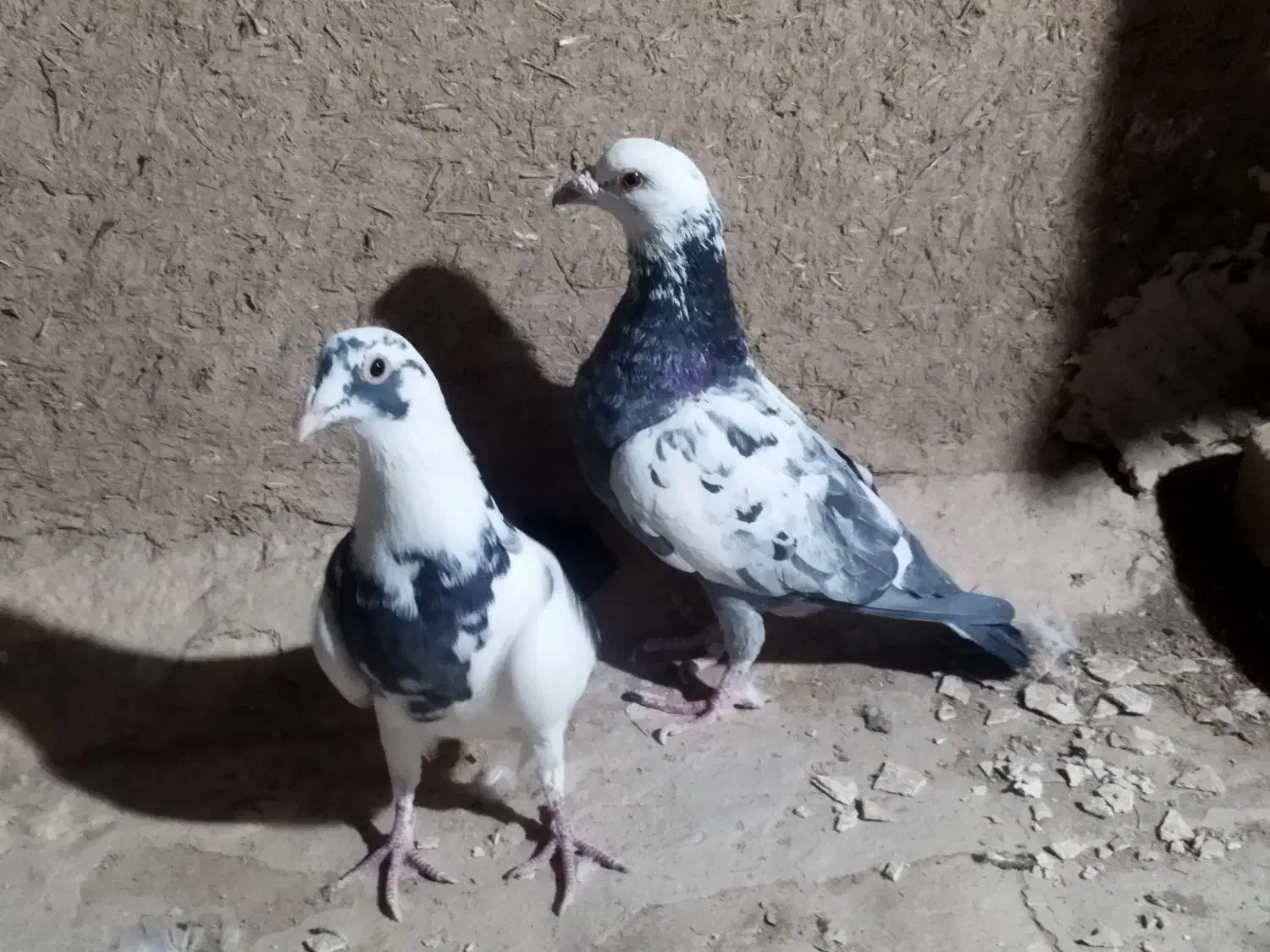 پرنده|پرنده|یزد, |دیوار