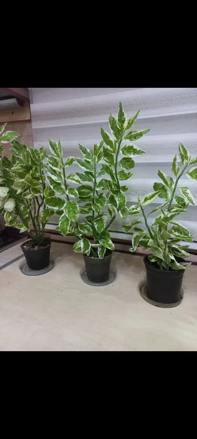 گل پدیلانتوس|گل و گیاه طبیعی|رشت, پارک شهر|دیوار