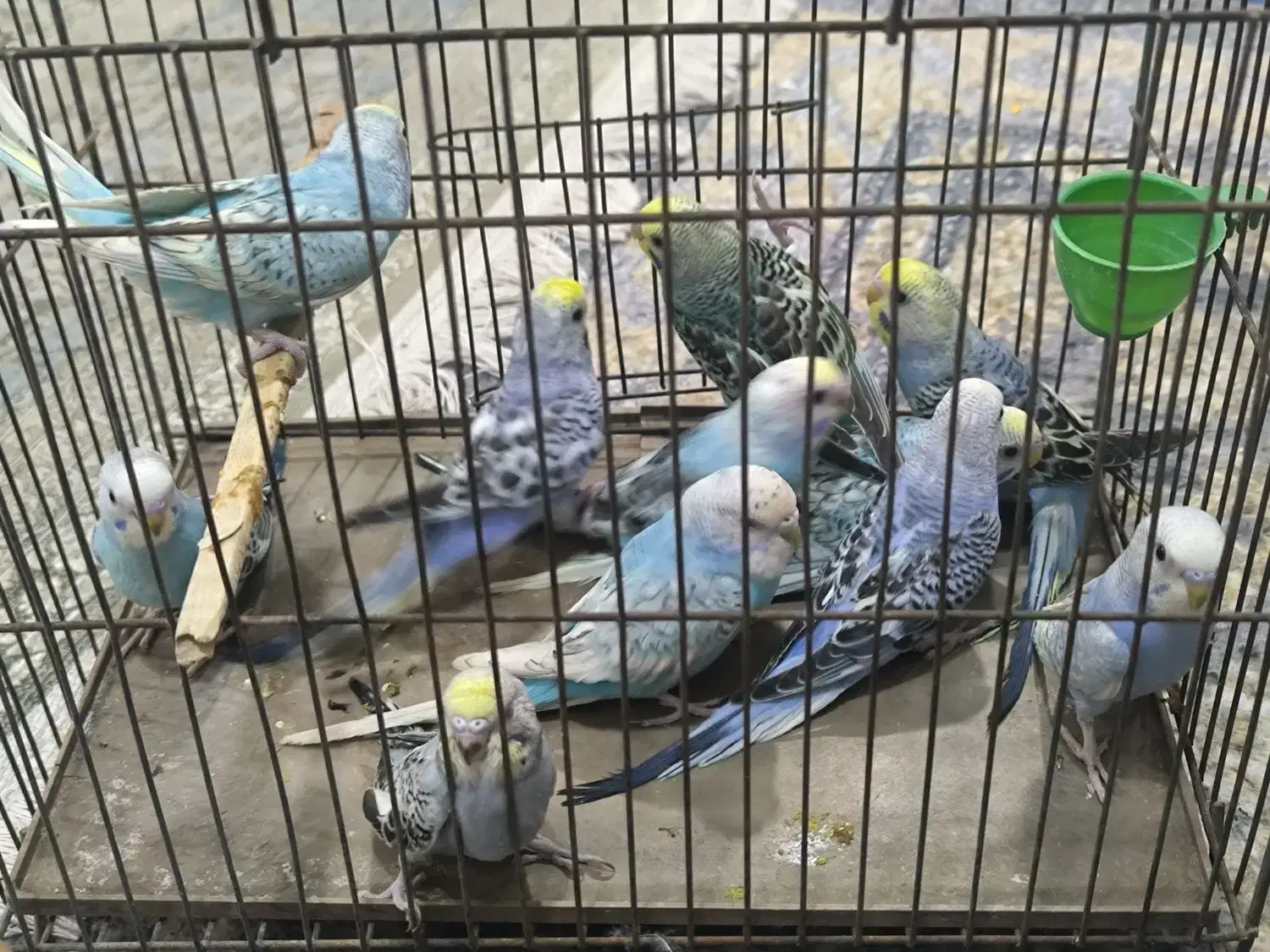 10عدد جوجه مرغ عشق رینبو|پرنده|بندر ماهشهر, |دیوار