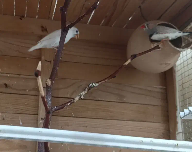 مرغ عشق نر و جفت فنچ مولد|پرنده|زابل, |دیوار