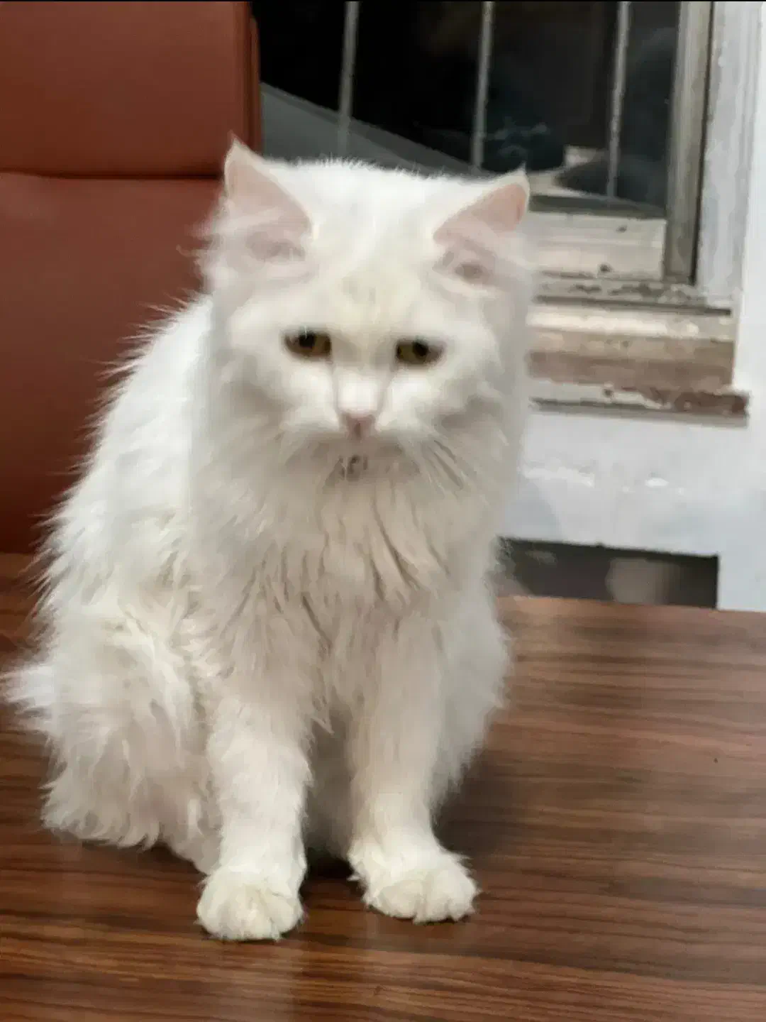 گربه|گربه|هشتگرد, شهرک کوثر|دیوار