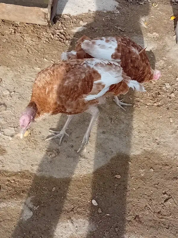 بوقلمون|حیوانات مزرعه|قروه, |دیوار