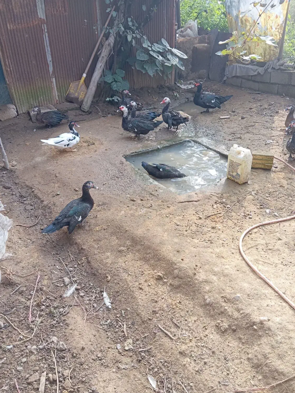 اردک اسراییلی (ژاپنی).|حیوانات مزرعه|توتکابن, |دیوار