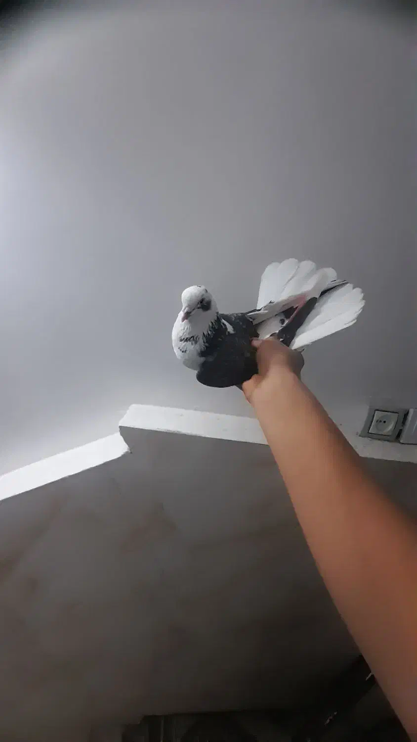 کفتر پرشی کمیاب|پرنده|نسیمشهر, |دیوار