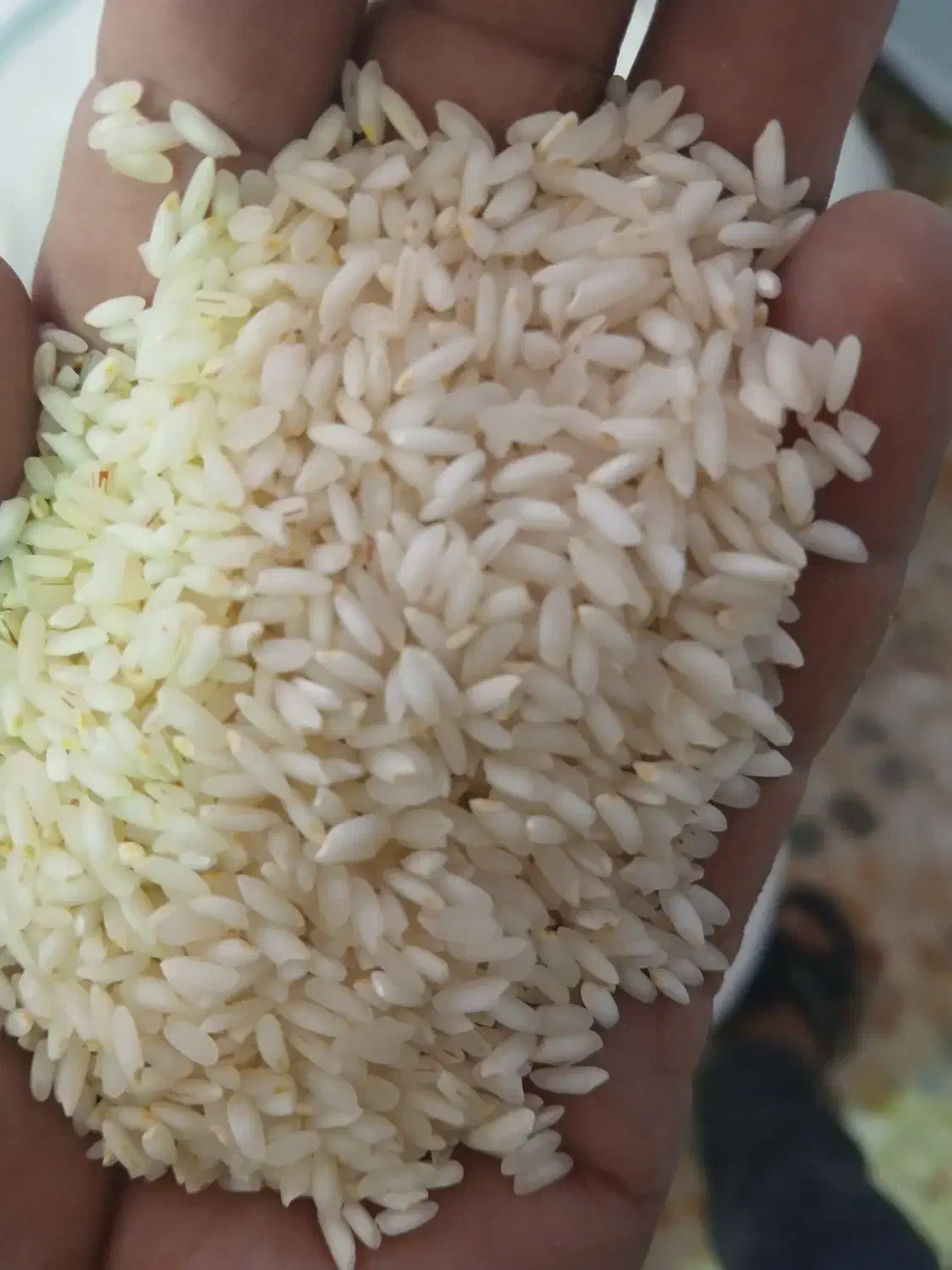 برنج چمپا درجه باغملک|عمده‌فروشی|باغ ملک, |دیوار