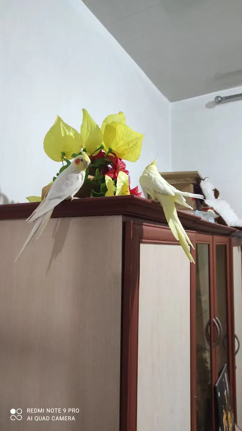 عروس زیبا و اماده برای تخم گذاری|پرنده|آذرشهر, |دیوار