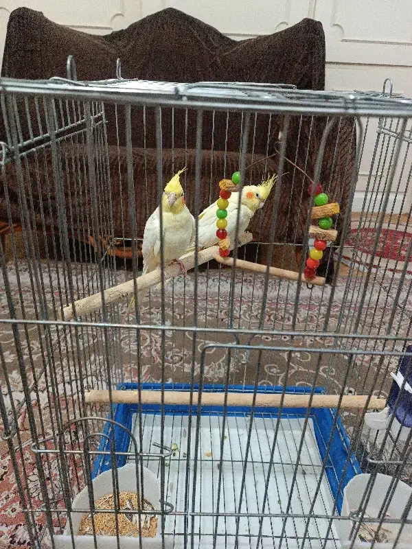 عروس هلندی|پرنده|تهران, نیروی دریایی|دیوار