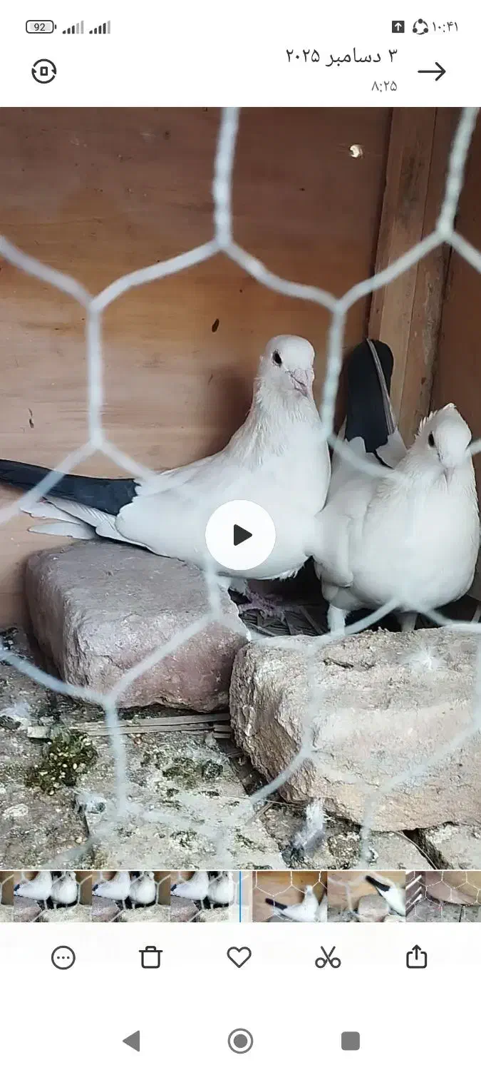 یک جفت دم سیاه نرو ماده گوک|پرنده|بم, |دیوار