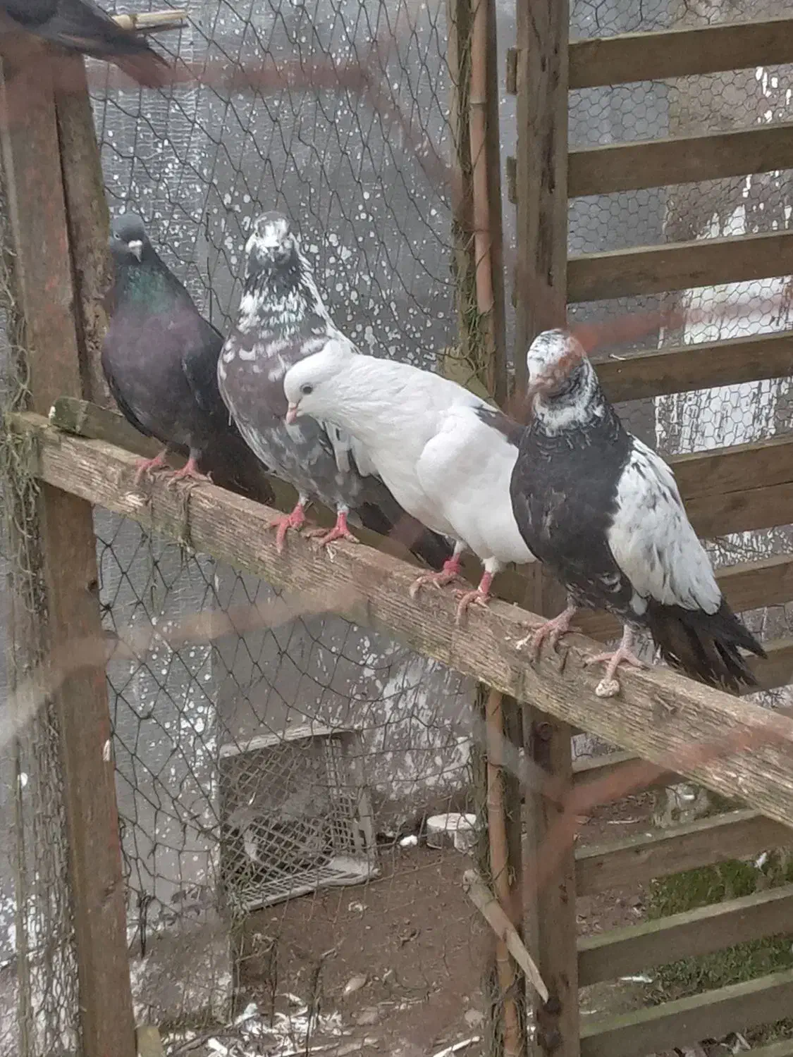 کبوتر|پرنده|خمام, |دیوار