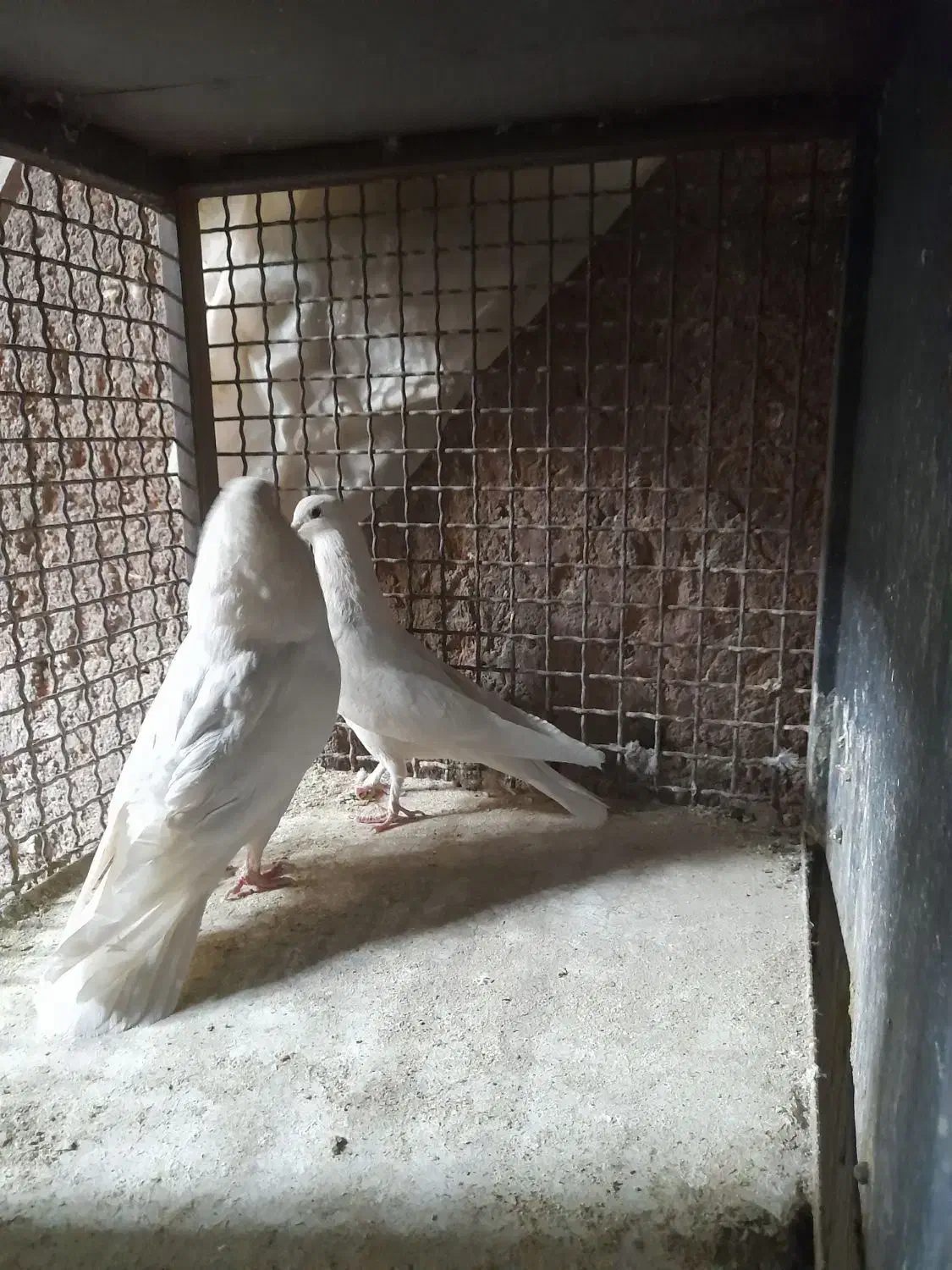 کفتر|پرنده|محلات, |دیوار