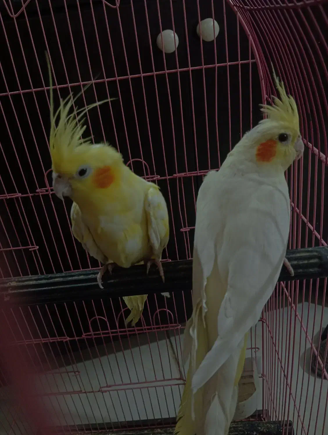 عروس هلندی|پرنده|میناب, |دیوار