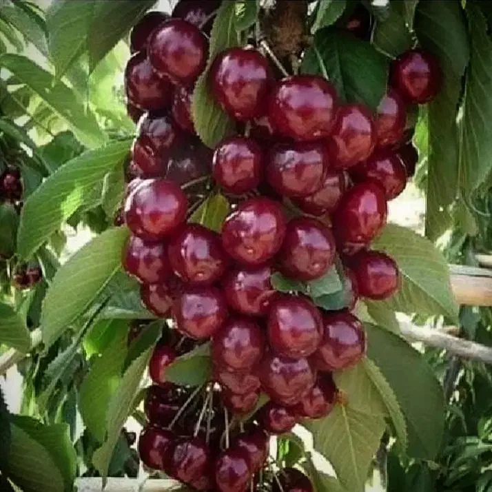 نهال خوشه ای ،درخت بینگ خوشه ای نهالستان در مشهد|خدمات باغبانی و درختکاری|مشهد, خواجه ربیع|دیوار