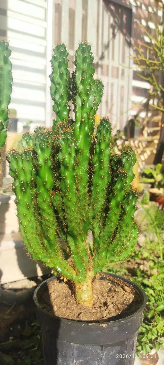 کاکتوس|گل و گیاه طبیعی|کازرون, |دیوار