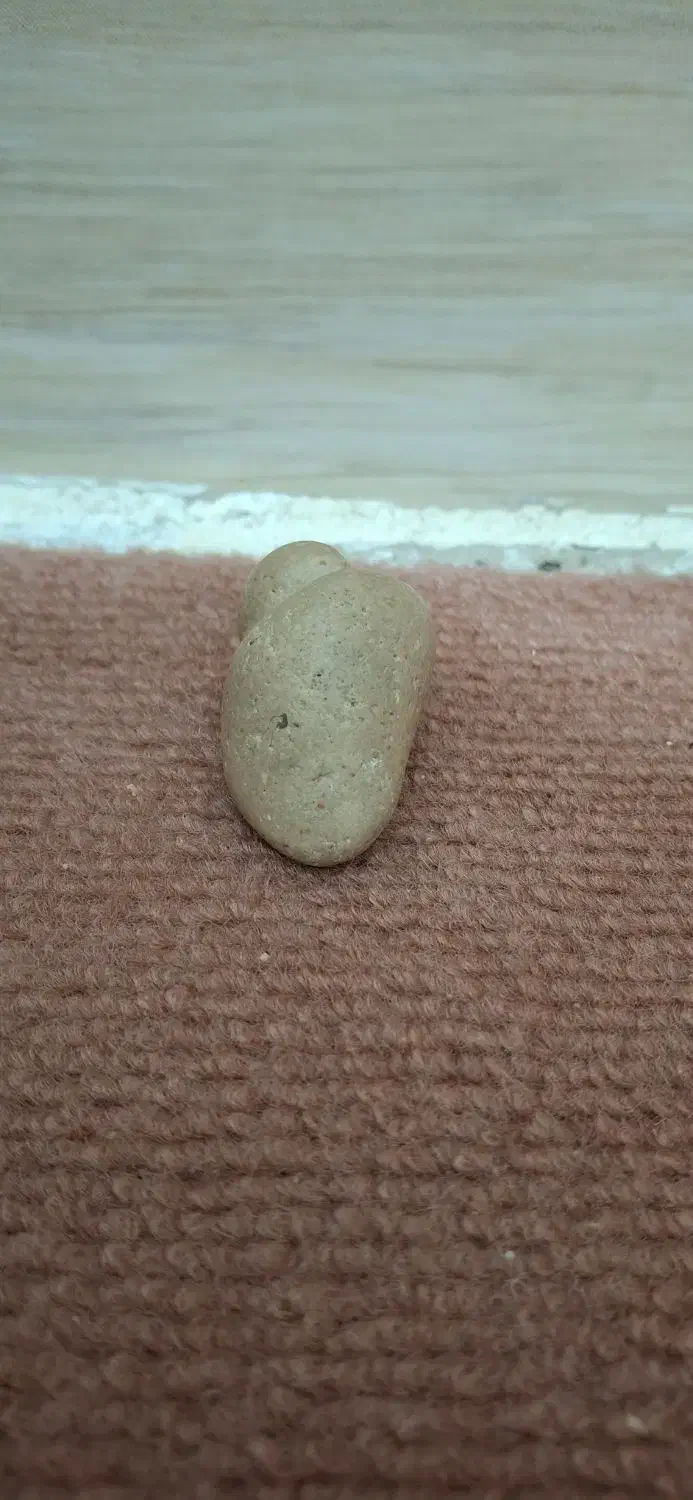 فسیل  حلزون|کلکسیون اشیاء عتیقه|بندر گناوه, |دیوار