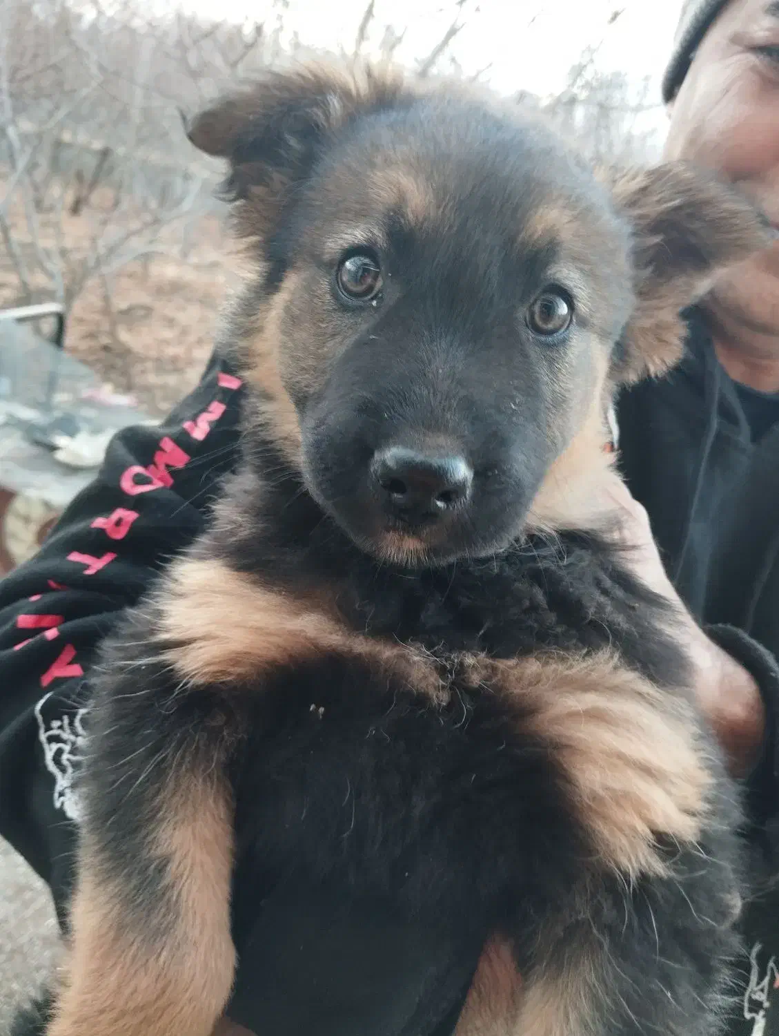 دزدیدن سگ|حیوانات|همدان, |دیوار