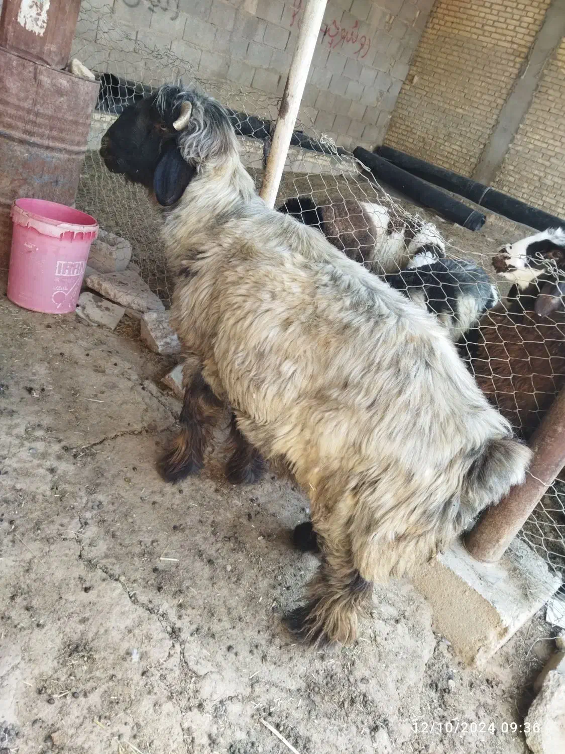 میش بره|حیوانات مزرعه|شوشتر, |دیوار