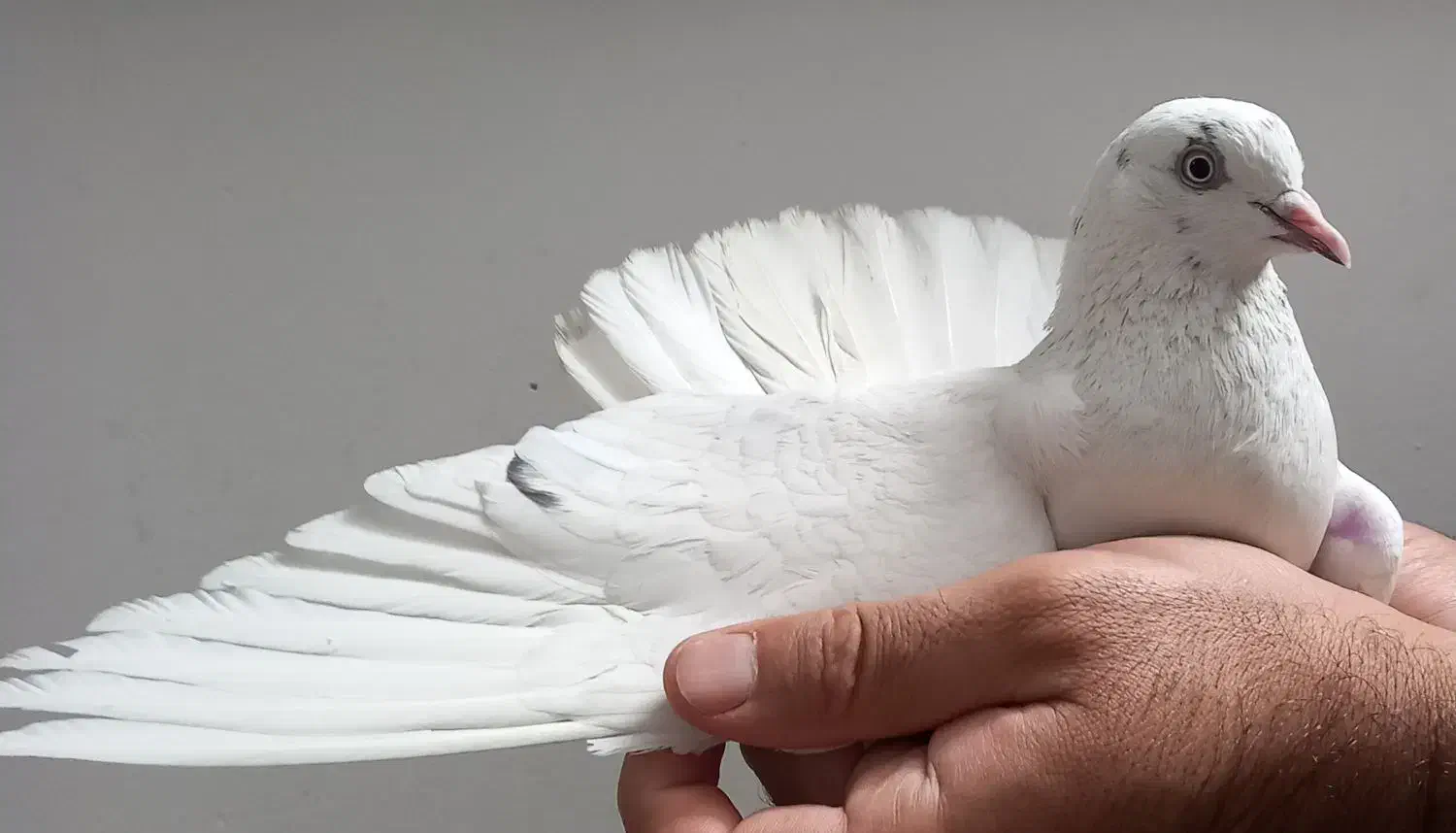 کبوتر گرفتنی یکجایی|پرنده|تهران, شهرک طالقانی|دیوار