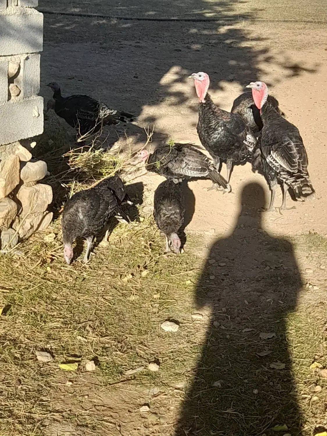 بوقلمون|حیوانات مزرعه|رزن, |دیوار