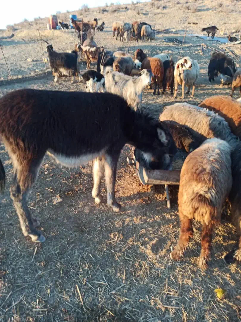 کره خر|حیوانات مزرعه|نورآباد ممسنی, |دیوار