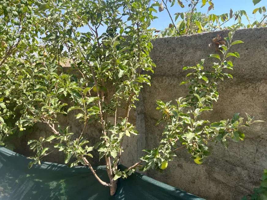 فروش فوری یه تیکه بهشت با درختای بارده|فروش زمین و ملک کلنگی|تهران, بوستان سرخه حصار|دیوار