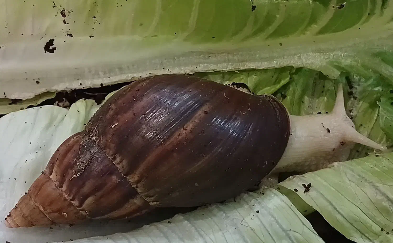 حلزون آچاتینا|خزنده|کرج, اتحاد|دیوار