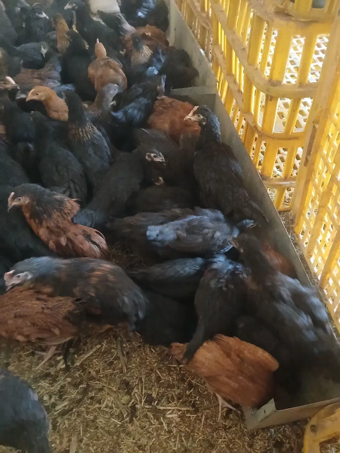 جوجه رسمی|حیوانات مزرعه|یزد, |دیوار