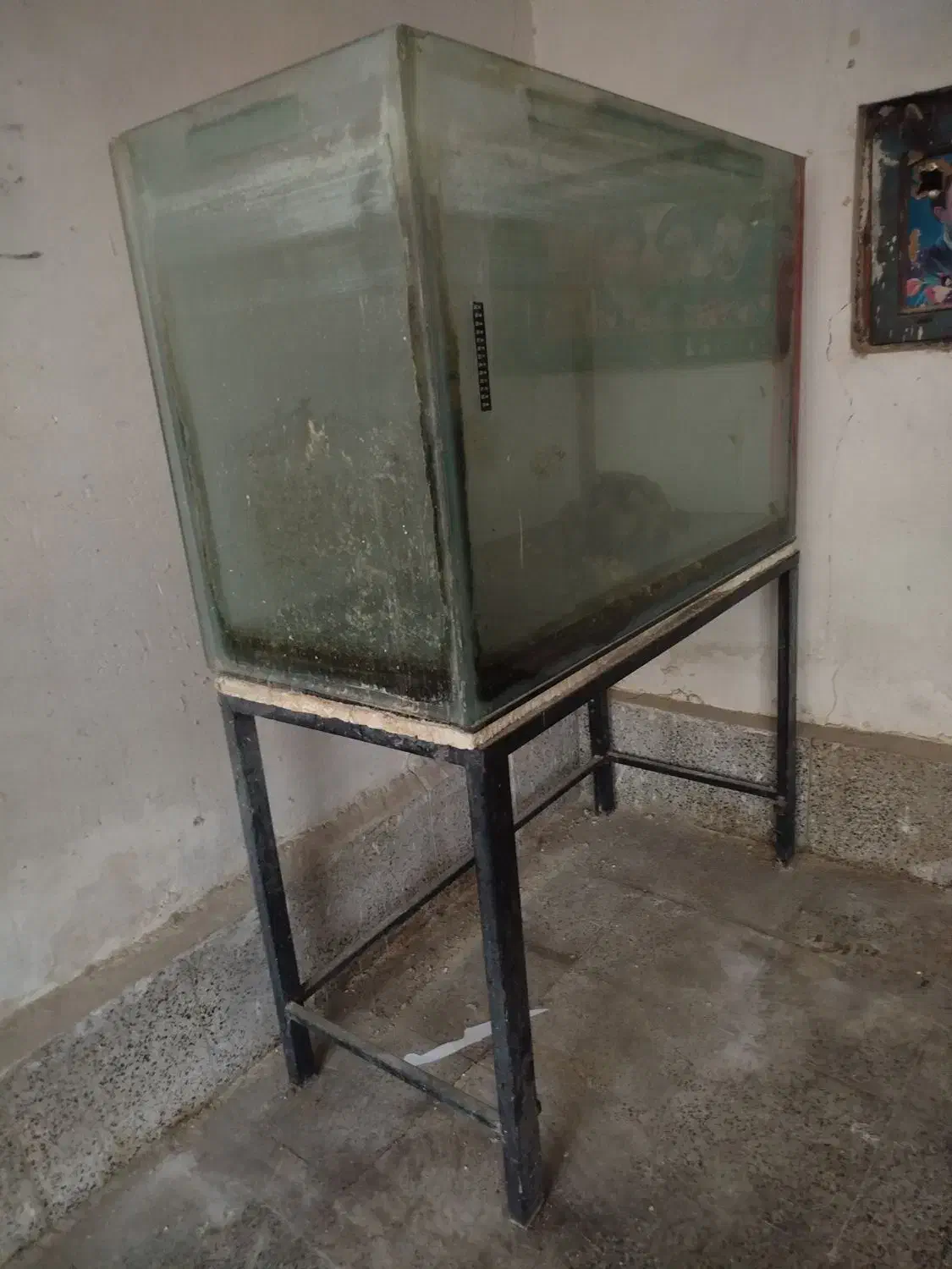 آکواریوم|ماهی|نقده, |دیوار