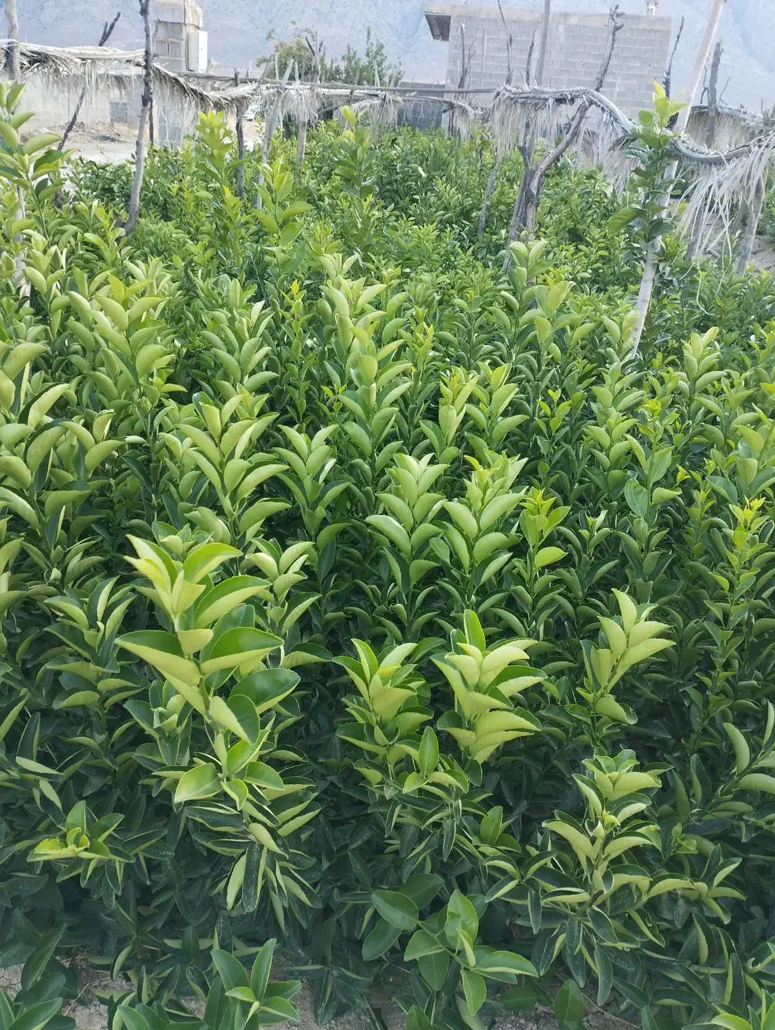 نهال کاری|خدمات باغبانی و درختکاری|خفر, |دیوار