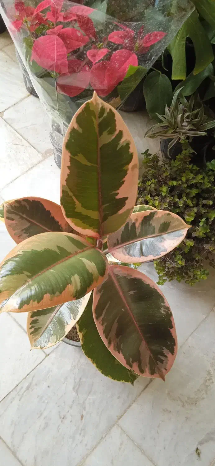 گل کلکسیونی نایاب|کلکسیون و سرگرمی|بروجرد, |دیوار