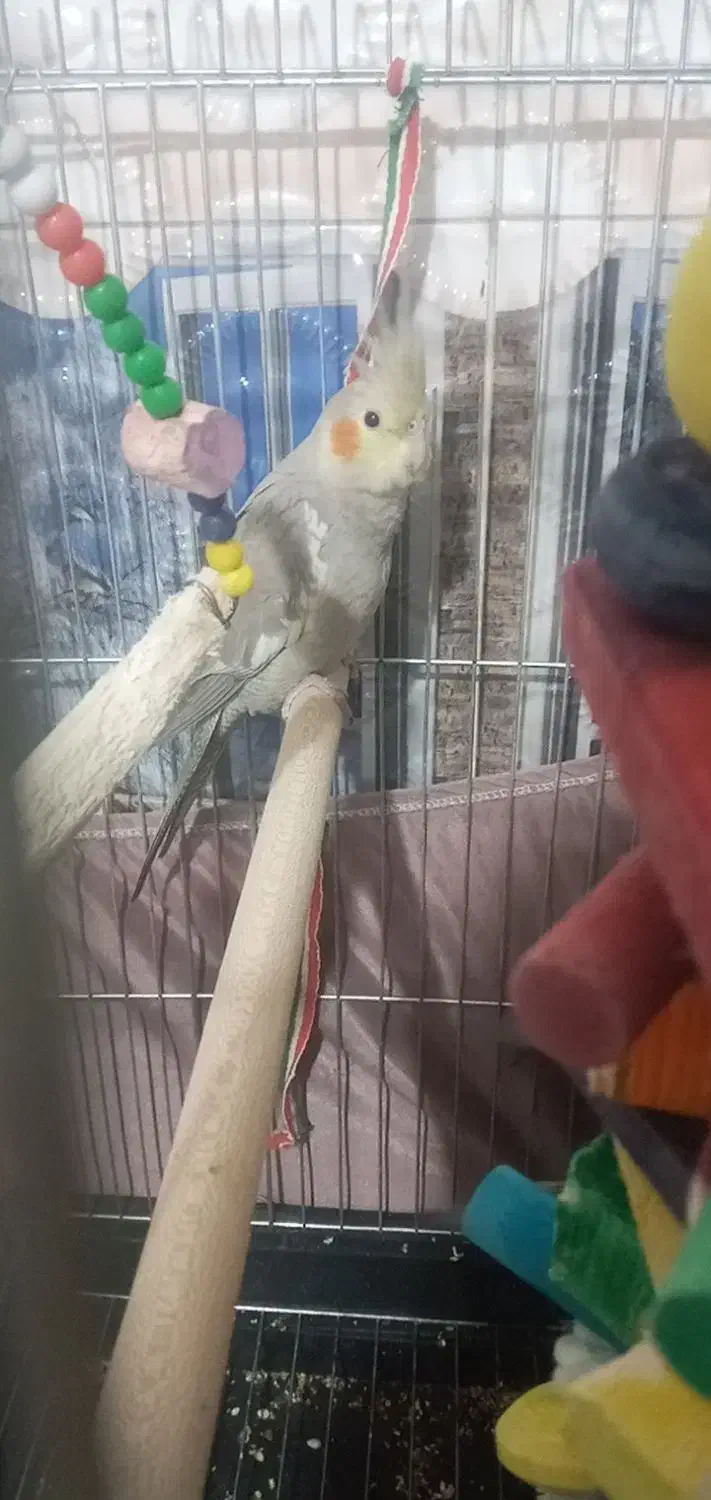 عروس هلندی دو ماهه|پرنده|تاکستان, |دیوار