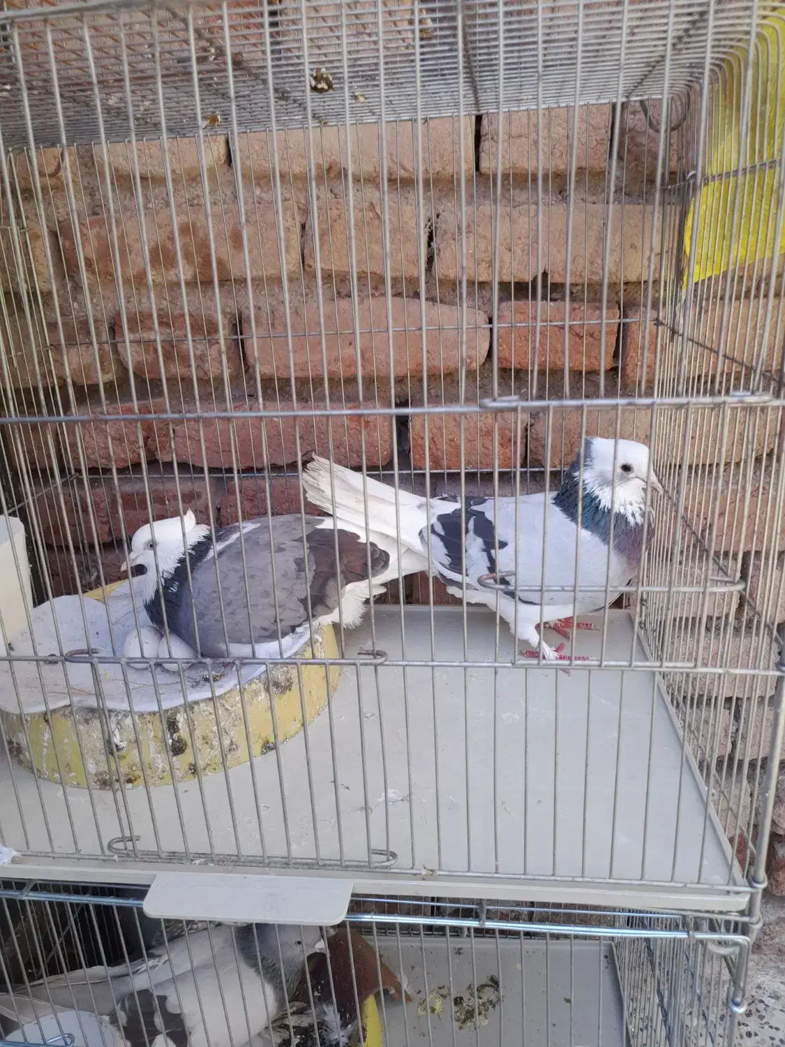 کبوتر شازده سبز|پرنده|نمین, |دیوار